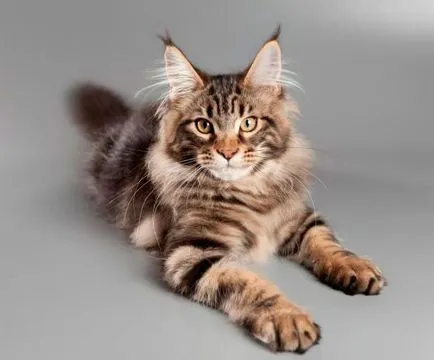 Maine Coon - fekete márvány (40 fotó)