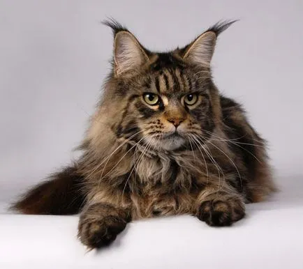 Maine Coon - fekete márvány (40 fotó)