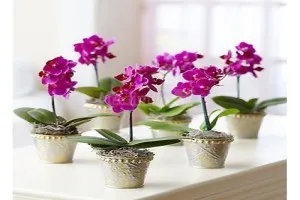 Mini Phalaenopsis orhidee de îngrijire la domiciliu, soiuri pitice de orhidee mici, în special