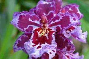 Mini Phalaenopsis orhidee de îngrijire la domiciliu, soiuri pitice de orhidee mici, în special