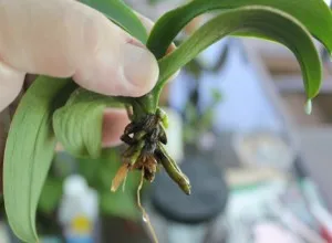 Mini Phalaenopsis orchidea otthoni gondozást, törpe fajták kis orchideák, különösen