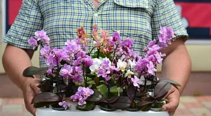 Mini Phalaenopsis orhidee de îngrijire la domiciliu după cumpărare