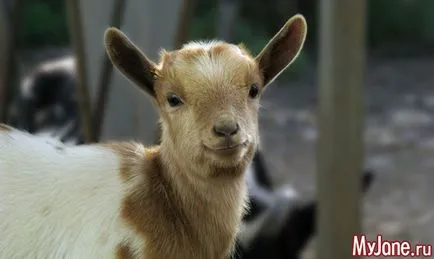 Mini kecske - barátok, hogy előnyös - mini-kecske, egzotikus állatok, háziállat, farm