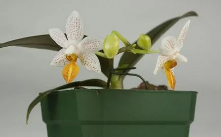 грижа Mini-орхидея у дома