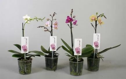 Mini-orchidea (törpe) Phalaenopsis