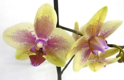 Mini-orchidea (törpe) Phalaenopsis