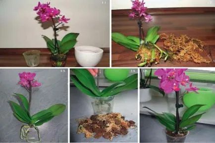 Mini Phalaenopsis orhidee de îngrijire la domiciliu, soiuri pitice de orhidee mici, în special