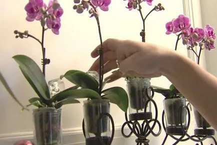 Mini Phalaenopsis orchidea otthoni gondozást, törpe fajták kis orchideák, különösen