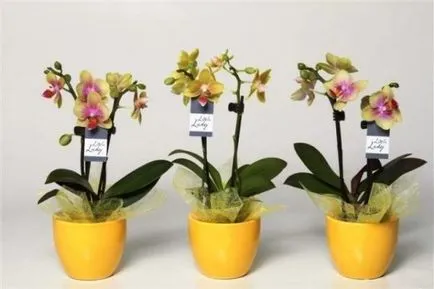 Mini Phalaenopsis orhidee de îngrijire la domiciliu după cumpărare