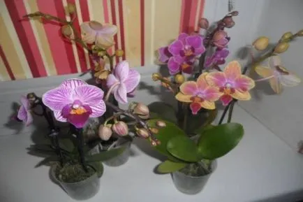 Mini Phalaenopsis orhidee de îngrijire la domiciliu, soiuri pitice de orhidee mici, în special