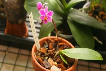 Mini Phalaenopsis orchidea otthoni gondozást, törpe fajták kis orchideák, különösen