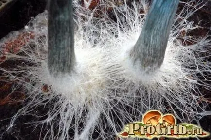 Laskagomba micélium néz, nő a gabona és egy bottal