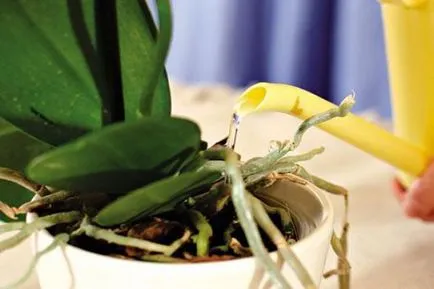 Mini Phalaenopsis orhidee de îngrijire la domiciliu, soiuri pitice de orhidee mici, în special