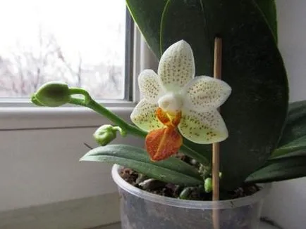 Mini Phalaenopsis orhidee de îngrijire la domiciliu după cumpărare