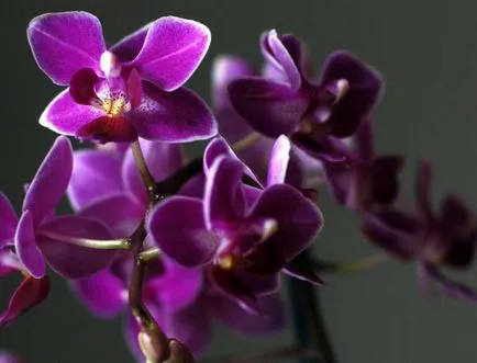 Mini-orchidea otthoni gondozást