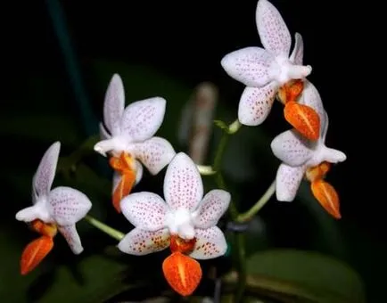 Mini Phalaenopsis orhidee de îngrijire la domiciliu după cumpărare