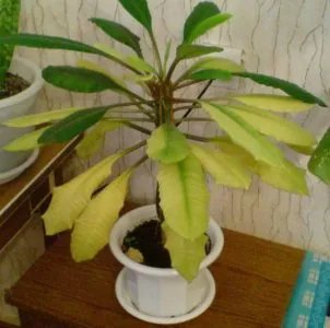 Euphorbia belozhilchaty, грижи за стая в дома си, как да отрежете