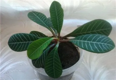 Euphorbia belozhilchaty, de îngrijire la domiciliu cameră, cum să tăiați