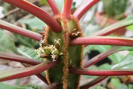 Euphorbia belozhilchaty fotografie, reproducere, cultivare și îngrijire la domiciliu