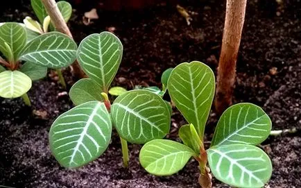 Euphorbia belozhilchaty ellátást a hazai és funkciók növények