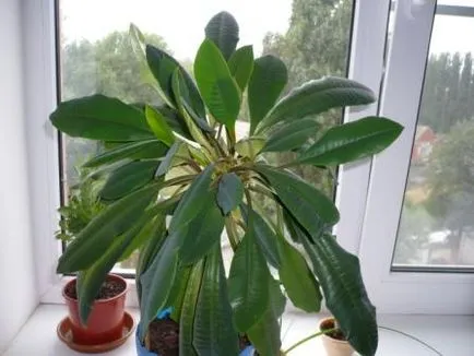 Euphorbia belozhilchaty grijă deosebită, utilizarea plantelor