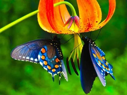 Morpho - a nagy és hihetetlenül szép pillangó