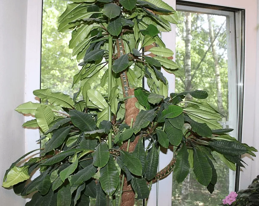 Euphorbia belozhilchaty грижи у дома, размножаване чрез резници се реже, фото