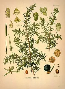 Juniperus