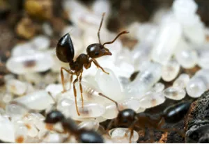 Мравки милиметрови посланици