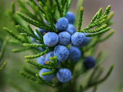 Juniper - proprietăți medicinale, utilizare, utilizate în medicina populară