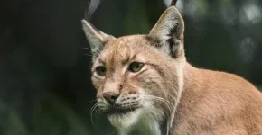 Nemzeti park - Bialowieza erdő - hogyan juthatunk el oda, az útvonalat, az út a nemzeti park -