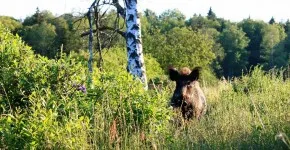 Nemzeti park - Bialowieza erdő - hogyan juthatunk el oda, az útvonalat, az út a nemzeti park -