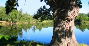 Nemzeti park - Bialowieza erdő - hogyan juthatunk el oda, az útvonalat, az út a nemzeti park -