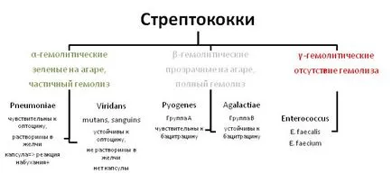 Народна лечение на стрептококови инфекции, medafarm - портал Пластична хирургия, Медицински