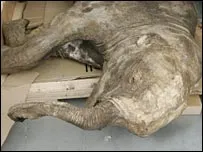 Talált mamut néz ki, mint egy élő