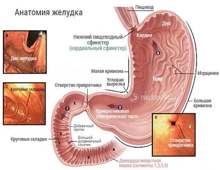 Elégtelensége a cardia a gyomor (cardia sphincter), hogy