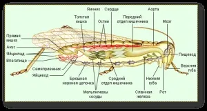 Все про тарганів і як їх виявити тарганів, фото, відео (Еволюція зробила тарганів) Все про тарганів і як їх виявити тарганів, фото, відео