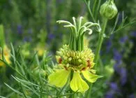 Nigella видове със снимки, израснали от семена, грижи, комбинация с други растения