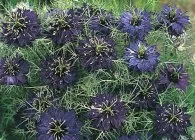 Nigella видове със снимки, израснали от семена, грижи, комбинация с други растения