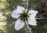 Nigella fajok fotók, egyre nagyobb a mag, gondoskodás, kombinálva más növények