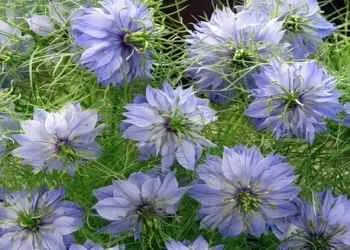 Nigella, израснали от семена, съвети градинари