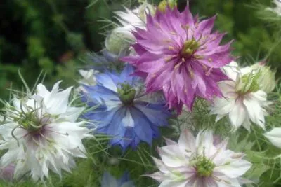 Nigella Дамаск расте от семена, кога да засадят