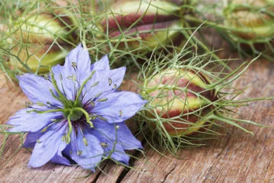 Nigella Damascus növekvő magról, ha a növény