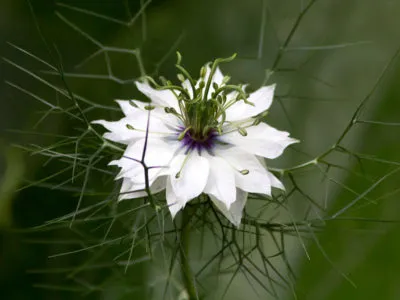 Nigella Damascus növekvő magról, ha a növény