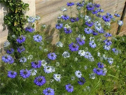 Nigella дамаска снимка