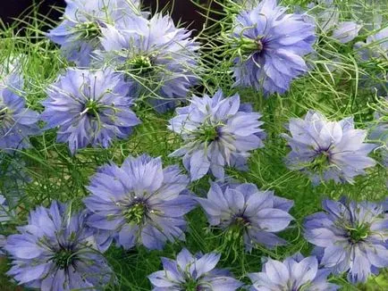 Nigella damaszt fotó