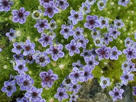 Nigella дамаска снимка