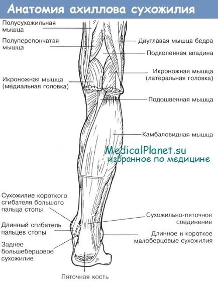 Нормално Анатомия на ахилесовото сухожилие