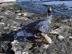 Obiecte de pescuit la Marea Neagră