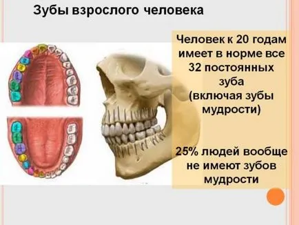 зъб номериране схема стоматологията за възрастни - всички зъби в денталната схема